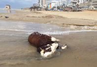 بالصور: البحر يقذف ببقرة على الشاطئ شمال مدينة يافا 